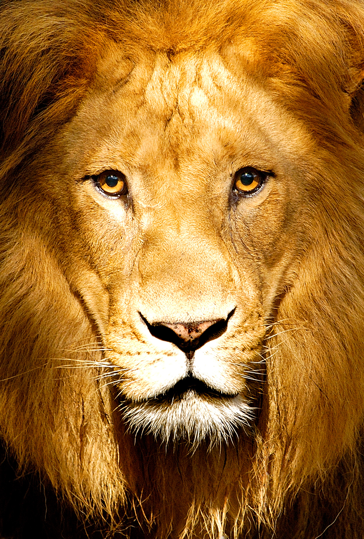 Lion King